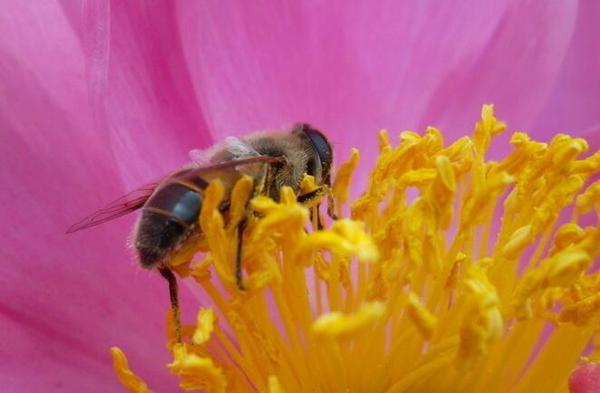 RFID技术应用于蜂蜜采集监控及预测天气上